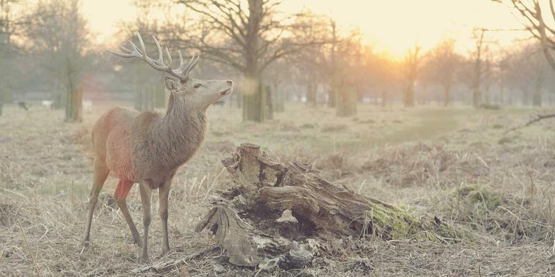 唐崖河畔的土家史诗：咸丰舍巴节全流程解密与文化密码
